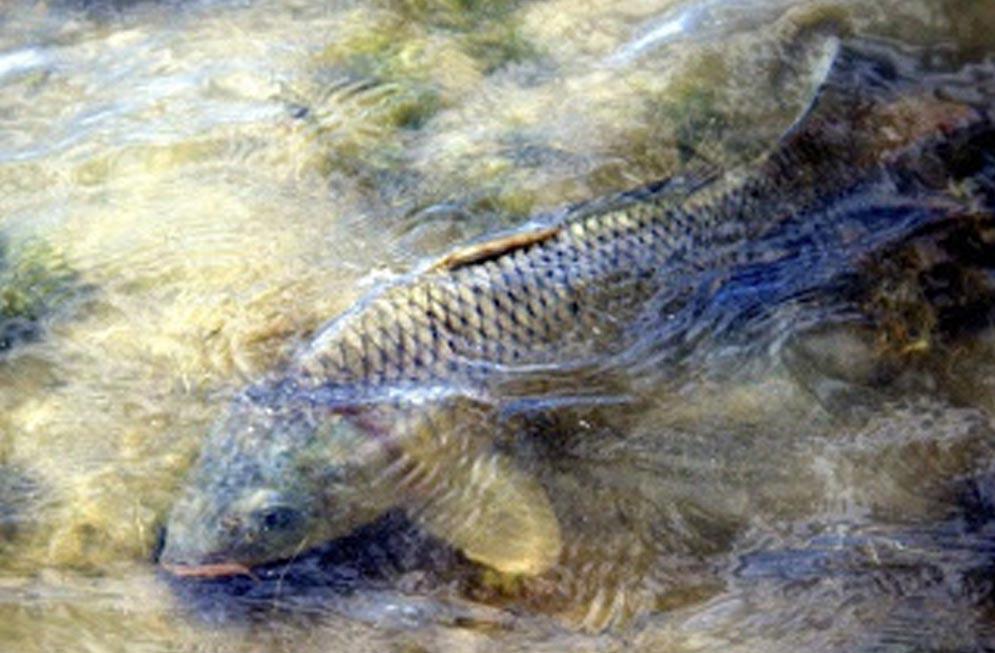 fish :) - carp-photo-by-jay-zimmerman.jpg